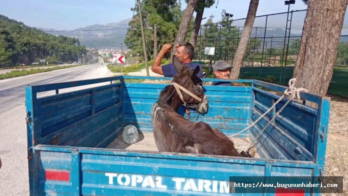 Yayladağı'da Hayvan Sevgisiyle Duygulandıran Hareket