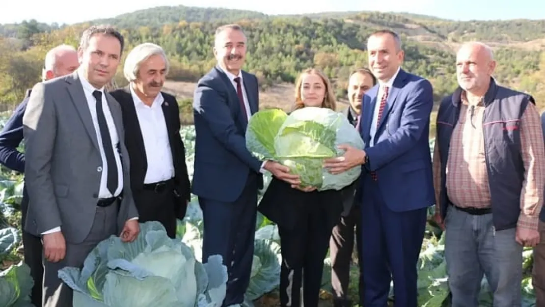 Eskipazar Lahana Hasadı Gerçekleştirildi: Dünyanın En Büyük Lahanası