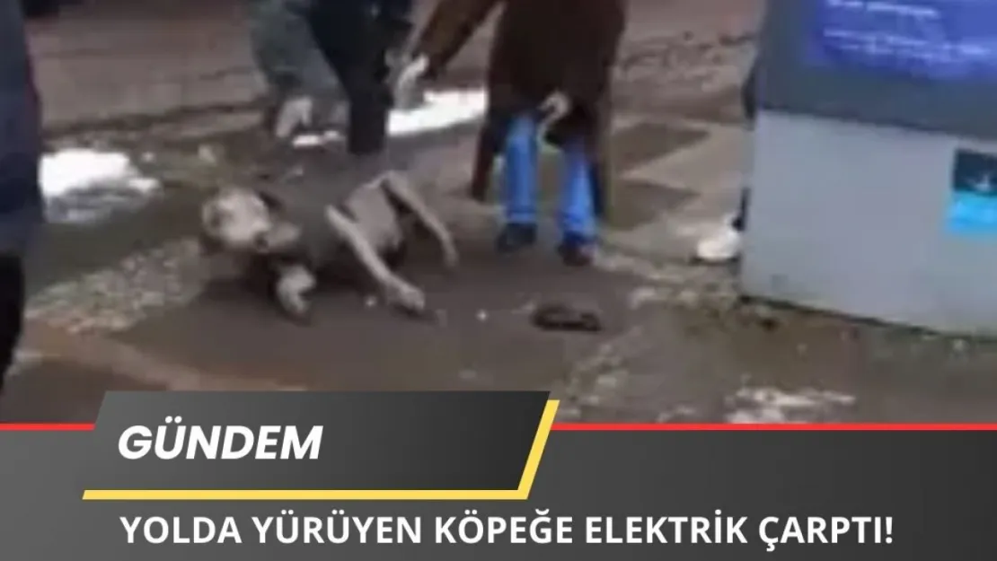 Beşiktaş'ta Kaldırımda Yürüyen Köpek Elektrik Akımına Kapıldı!