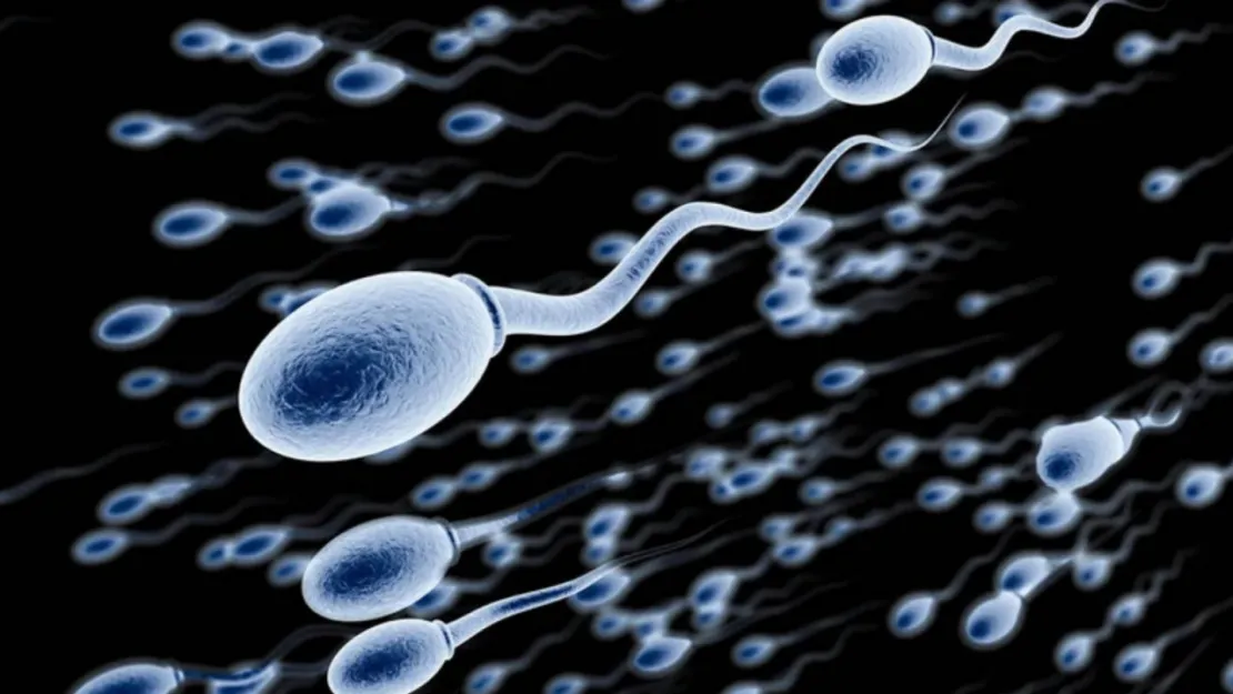 Düşük Sperm Kalitesi, Erkeklerin Ömrünü Etkiliyor Araştırmaya Göre 2-3 Yıl Daha Az Yaşam Süresi