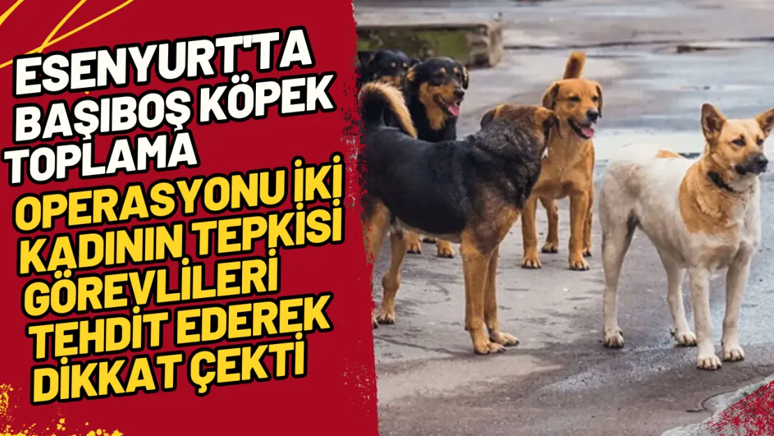 Esenyurt'ta Başıboş Köpek Toplama Operasyonu İki Kadının Tepkisi Görevlileri Tehdit Ederek Dikkat Çekti