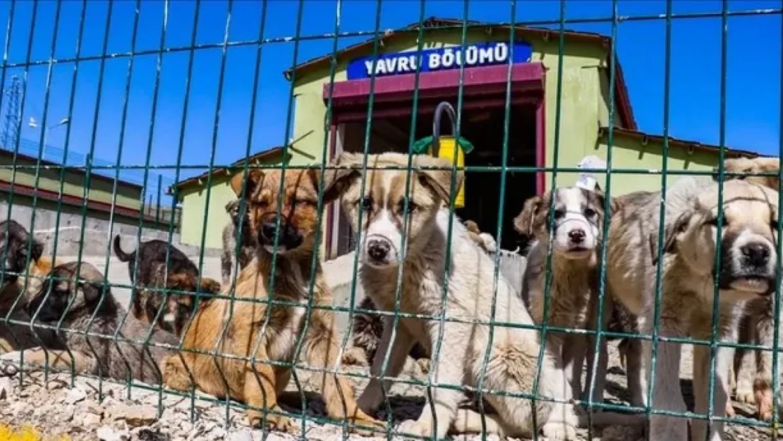 İstanbul Valiliği, Belediyelere Sahipsiz Hayvanlar İçin 17 Mart'a Kadar Süre Verdi