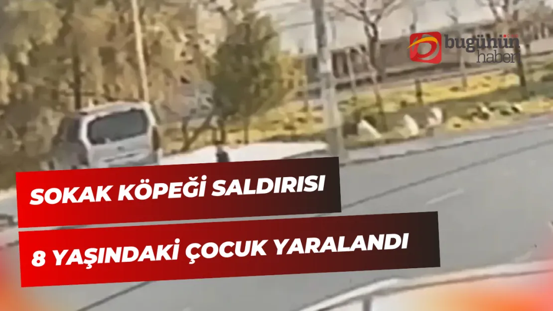 İzmir'de Sokak Köpeği Saldırısı 8 Yaşındaki Çocuk Yaralandı