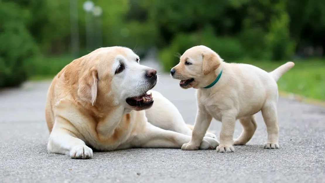 Köpekler Kaç Yıl Yaşar? Ömürleri Hakkında Genel Bilgiler