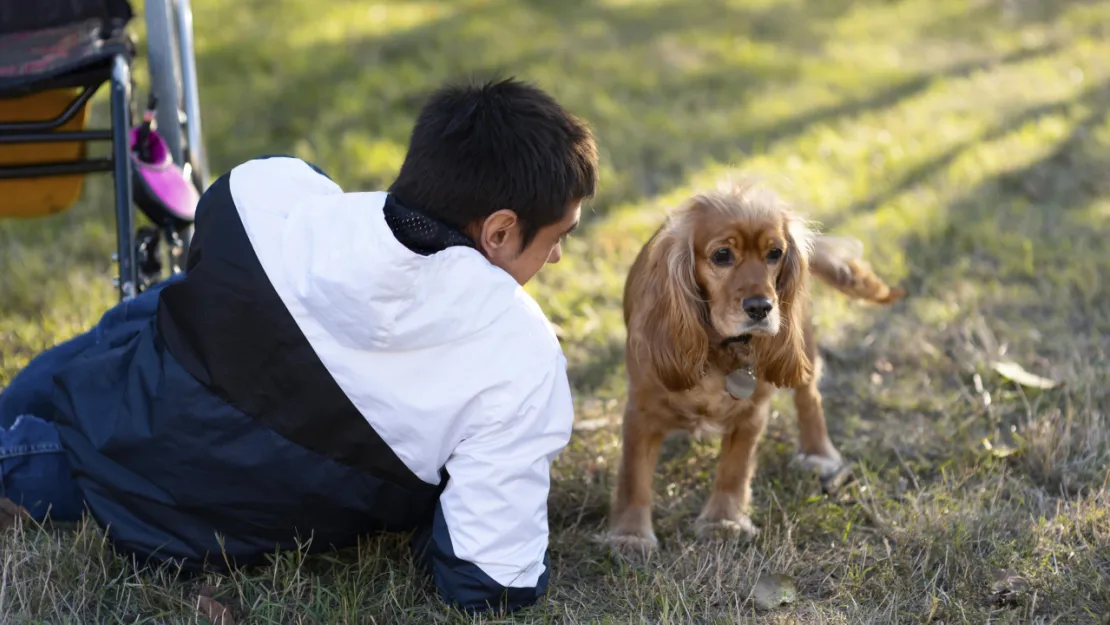 Köpeklerde gençlik hastalığı nedir? Belirtileri ve korunma yöntemleri