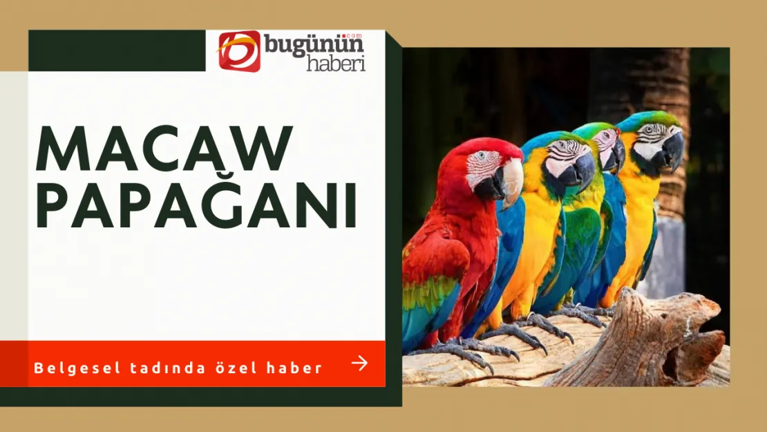 Macaw Papağanı Renkli Tüyler, Uzun Ömür!