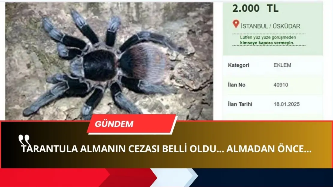 Türkiye'de WhatsApp Üzerinden Tarantula Kaçakçılığı! CEZASI ARABA SATTIRIYOR!