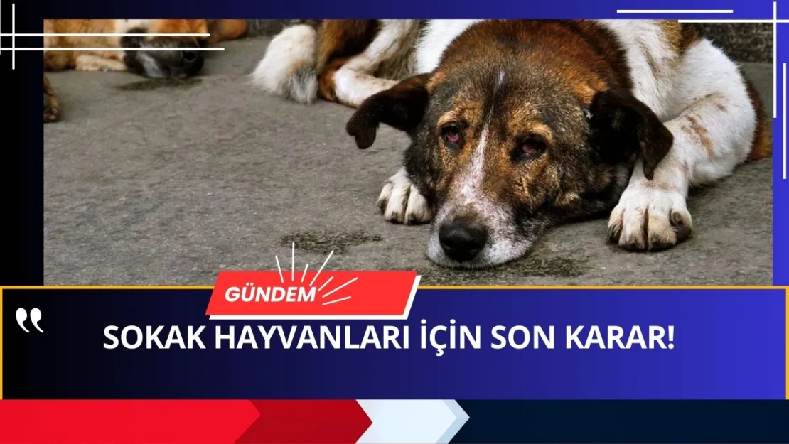 Valilikten Büyük Operasyon Başlıyor! Sahipsiz Hayvanlar İçin Yeni Düzenleme Geldi!